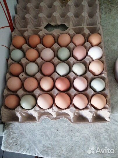 Продаю домашнее куриное яйцо