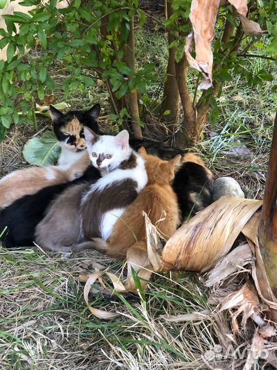 Котята ищут дом
