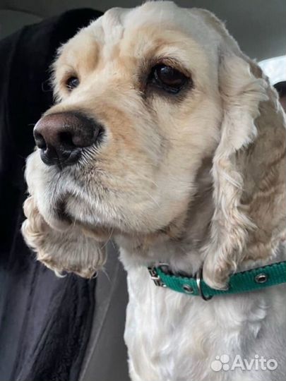 Кокер спаниель вязка