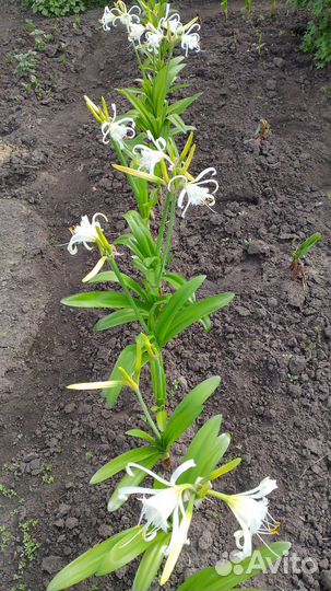 Гименокаллис