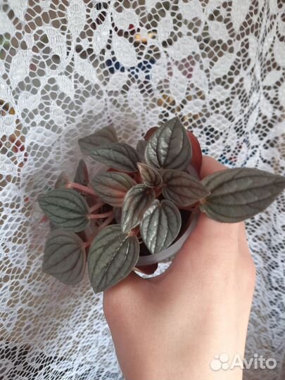 Пеперомия мендоза