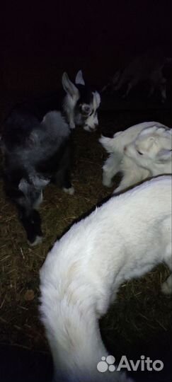 Козы и козлята продажа