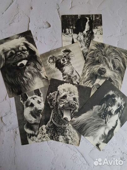 Открытки с собаками 1968 год