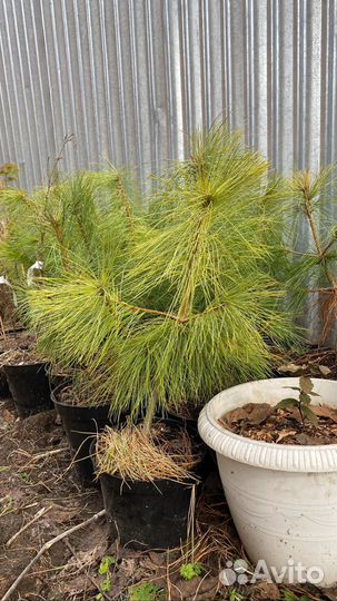 Сосна гималайская