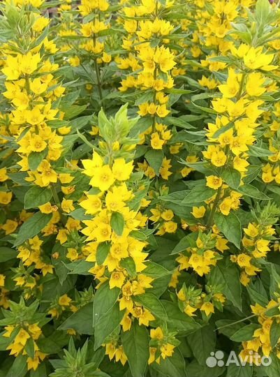 Цветы садовые