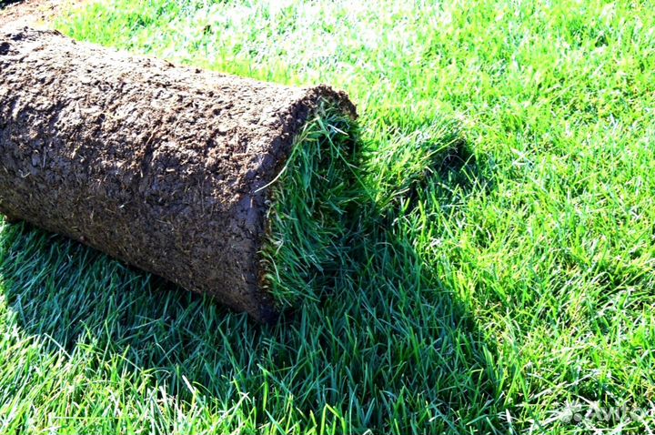 Теневыносливый рулонный газон. Укладка с гарантией