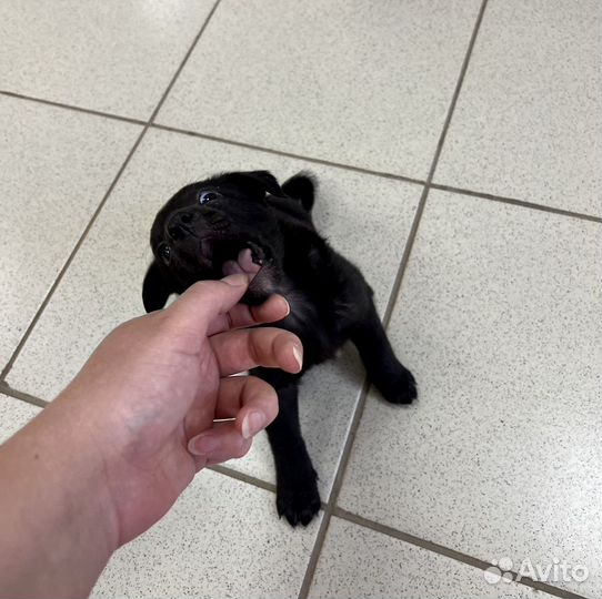 Щенки бесплатно