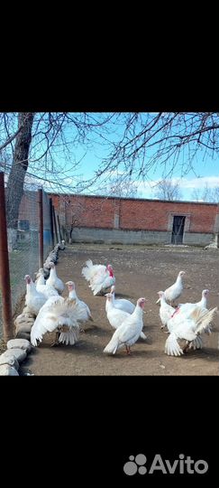 Индюшиные яйца Белой шерокогрудой породы
