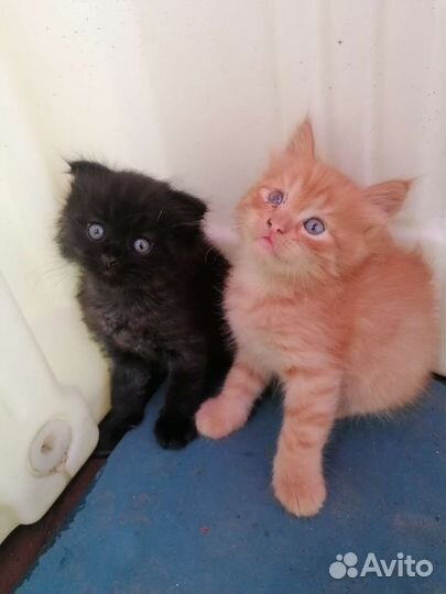 Бронь.Котенок