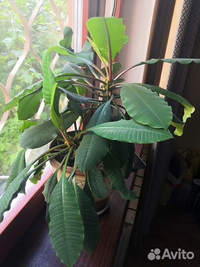 Молочай 2 шт