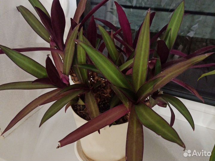 Комнатные растения