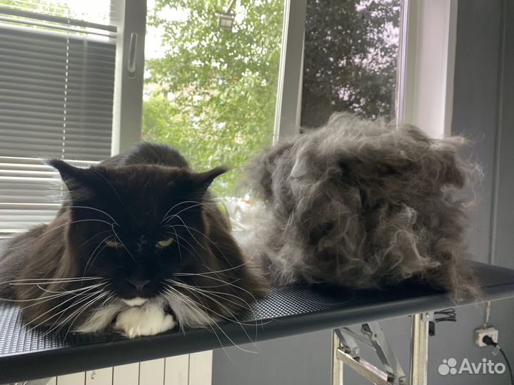 Груминг на ул. Щорса: экспресс линька,стрижка