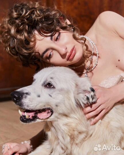 Харизматичный Антоша в поисках дома