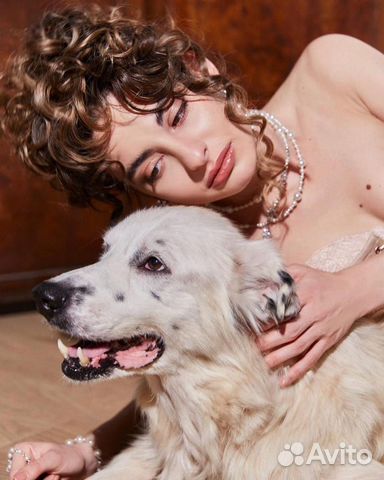 Харизматичный Антоша в поисках дома