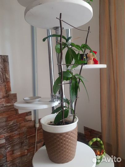 Комнатные цветы+лампа+стойка