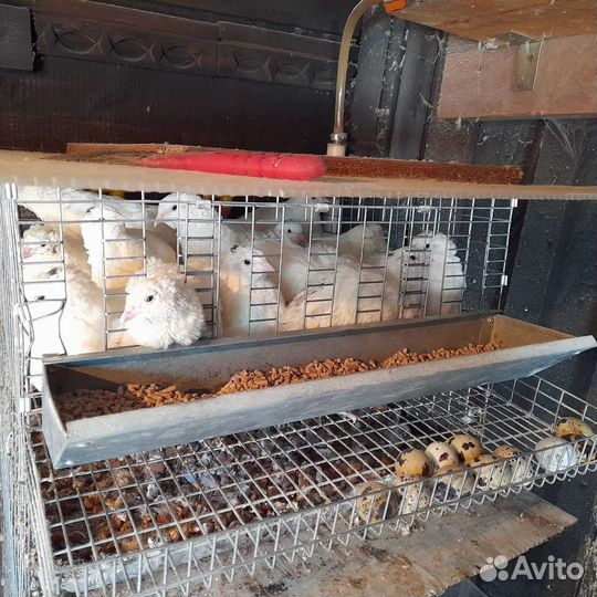 Перепела продажа