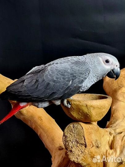 Птенцы попугая говорящего