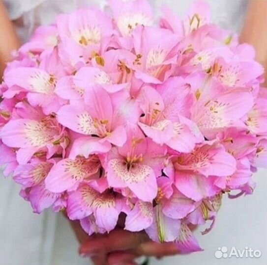 Цветы оптом и в розницу