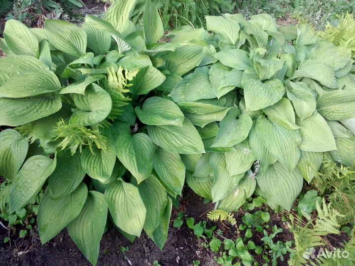 Хоста гибридная Гиацинтина