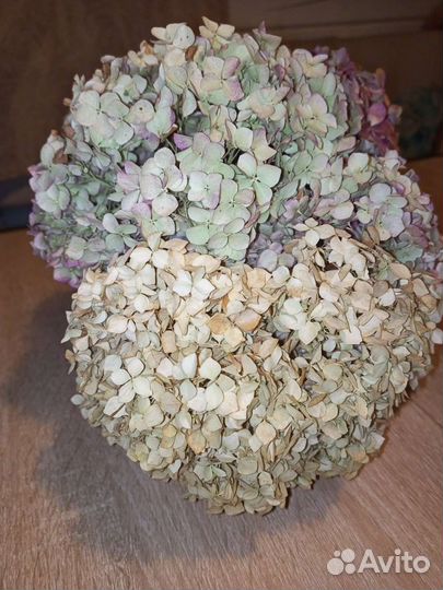 Гортензия сухоцвет для творчества