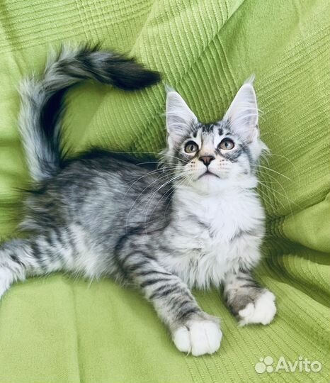 Милые малыши-котята мейн-кун