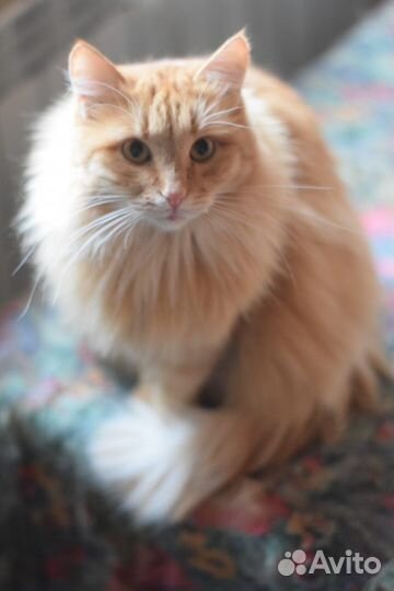 Рыжая девочка Пуша