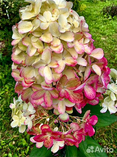 Гортензия bonfire бонфаер