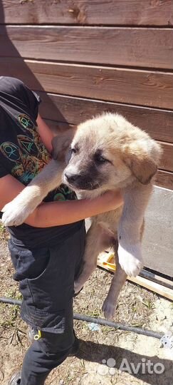 Щенки Метисы 1,5 месяца