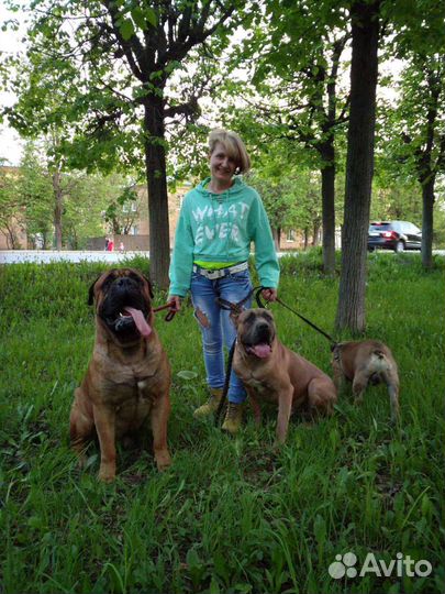 Услуги выгула собак