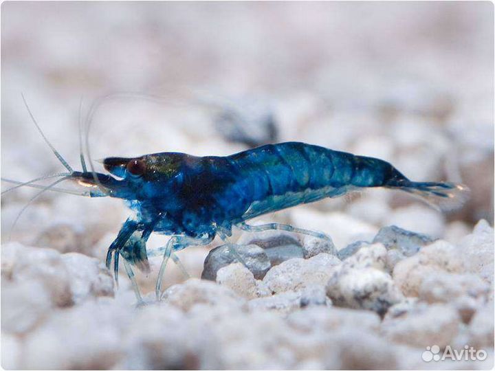 Аквариумные креветки