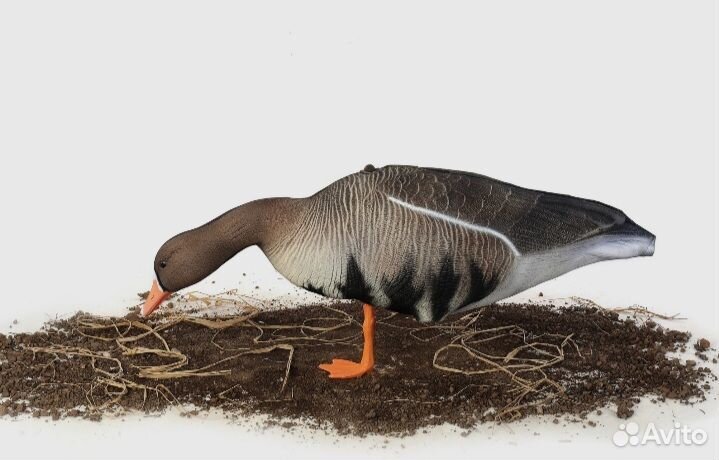 Чучела гусей