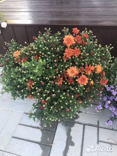 Хризантемы мультифлоры