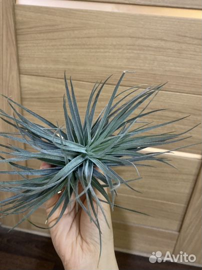 Тилландси сильвер