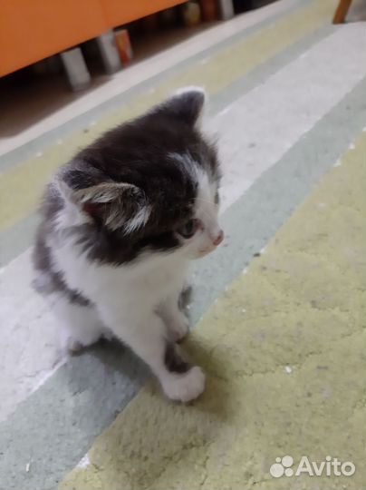Сибирские котята