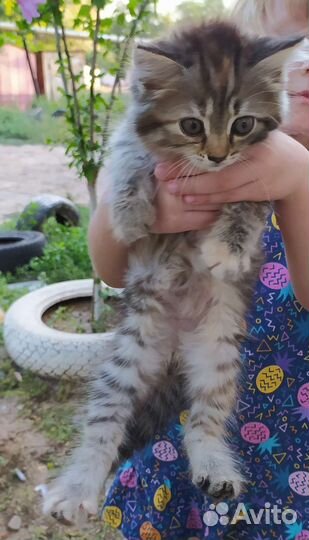 Котята кошечки в добрые руки