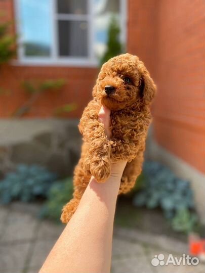 Той-Пудель мальчик