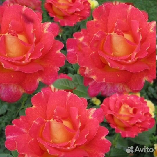 Саженцы роз