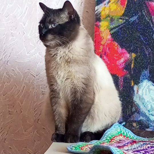 Сиамский кот,в добрые руки