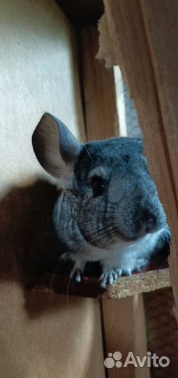 Продам шиншилл