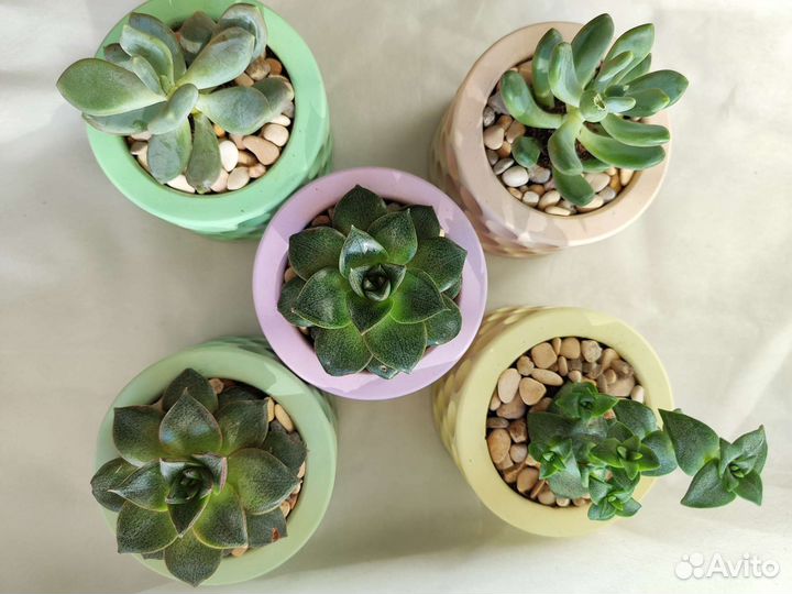 Суккуленты в кашпо