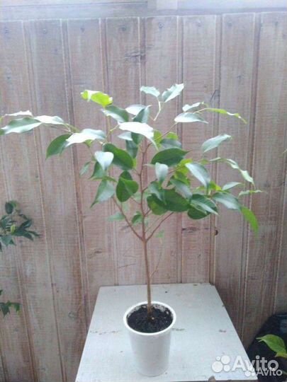 Фикусы Эстер