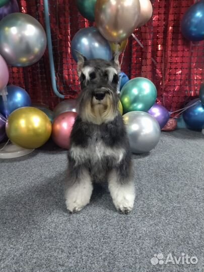 Груминг стрижка собак и кошек