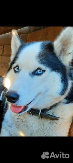 Щенки сибирской хаски