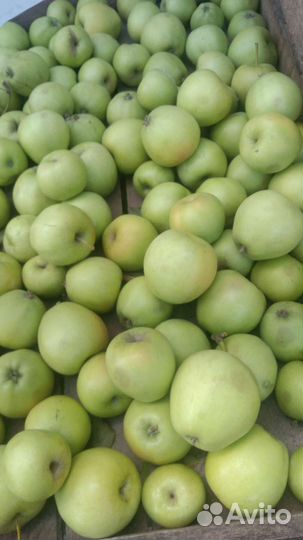 Яблоки голден делюшес