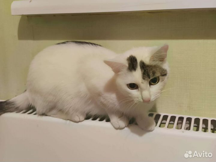 Кошка в дар бесплатно