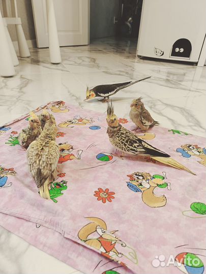 Попугай корелла птенец