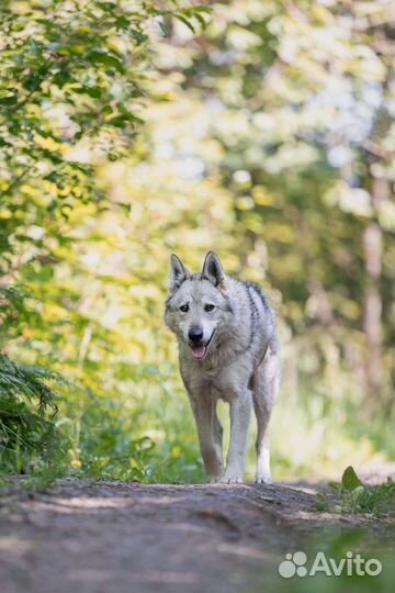 Метис лайки в добрые руки