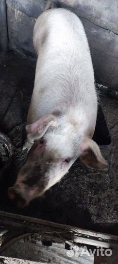 Поросенок ландрас Дюрок