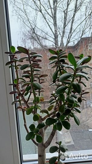 Толстянка (денежное дерево)