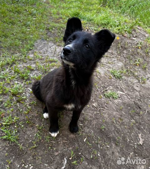 Шенок Умка ищет дом